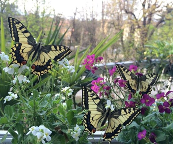 Per uno sviluppo sostenibile: Adotta una Farfalla. Studioo 2014