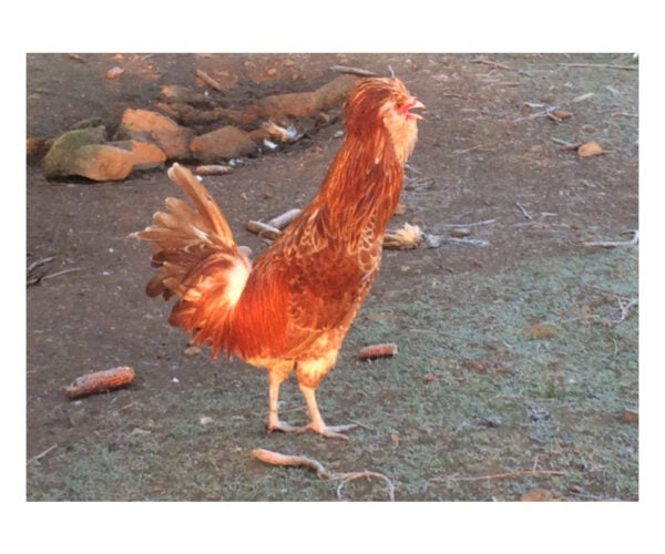 Per uno sviluppo sostenibile: adotta una gallina