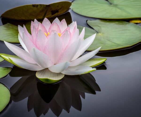 Meditazione sul Respiro: Istruzioni e Benefici o Mindfulness