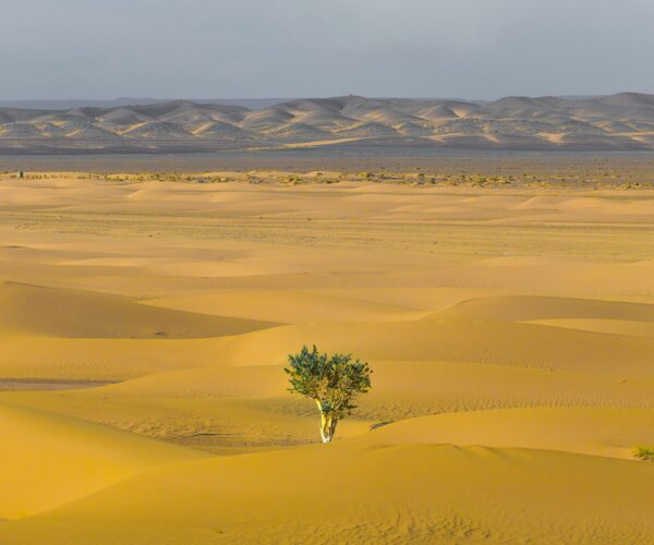 Resilienza: Come Costruirla